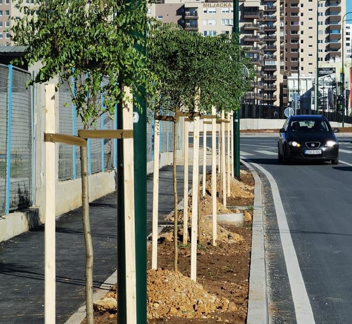 700 novih sadnica drveća u Novom Gradu: Ulica Džemala Bijedića obogaćena sa više od 250 novih stabala