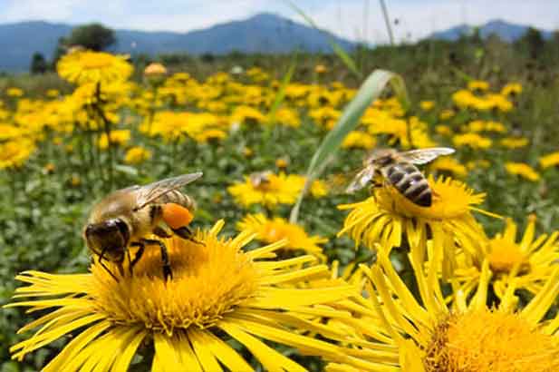 Općina Novi Grad organizira besplatnu edukaciju za građane iz oblasti pčelarstva